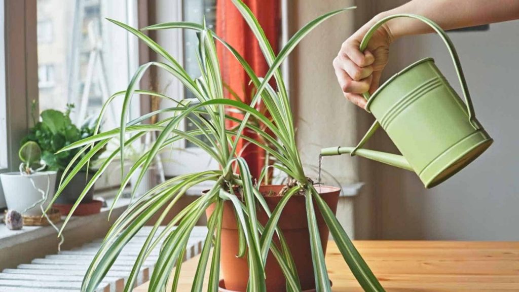 Spider plant care setup with watering can and houseplant feed indoors