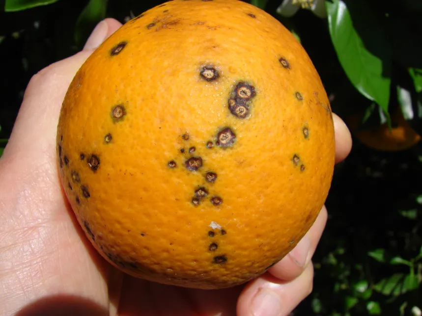 a close-up of a dwarf orange tree leaf showing sticky honeydew and a few aphids, with a blurred indoor background.