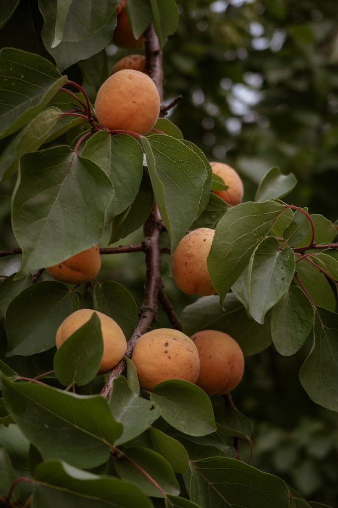 apricot tree health and pruning light growth in summer