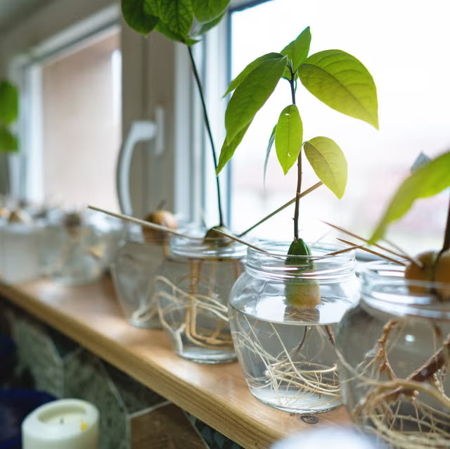 indoor avocado tree on a bright windowsill