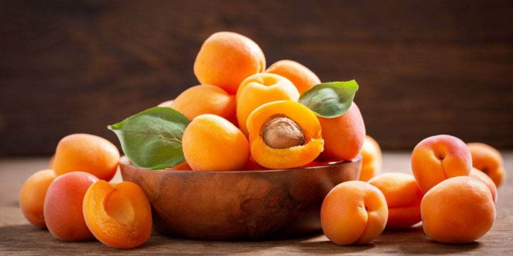 Bowl of ripe apricots on a garden table beside the apricot tree they were picked from
