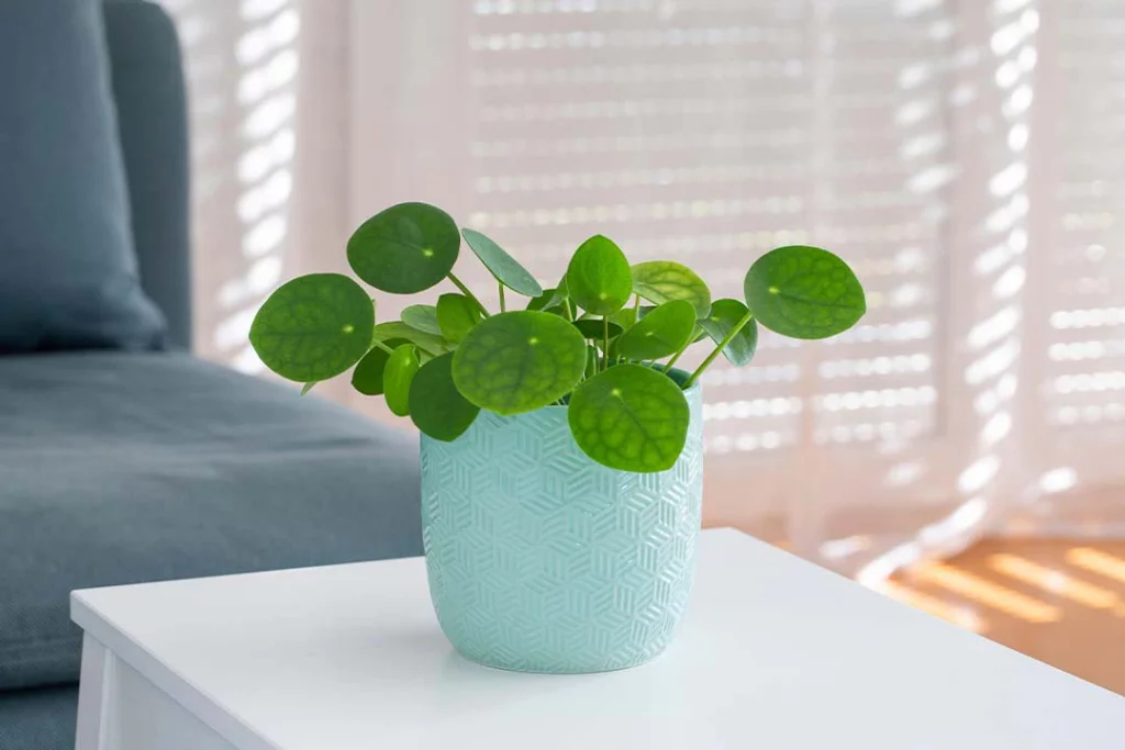 Chinese money plant care with a healthy Pilea on a bright indoor windowsill