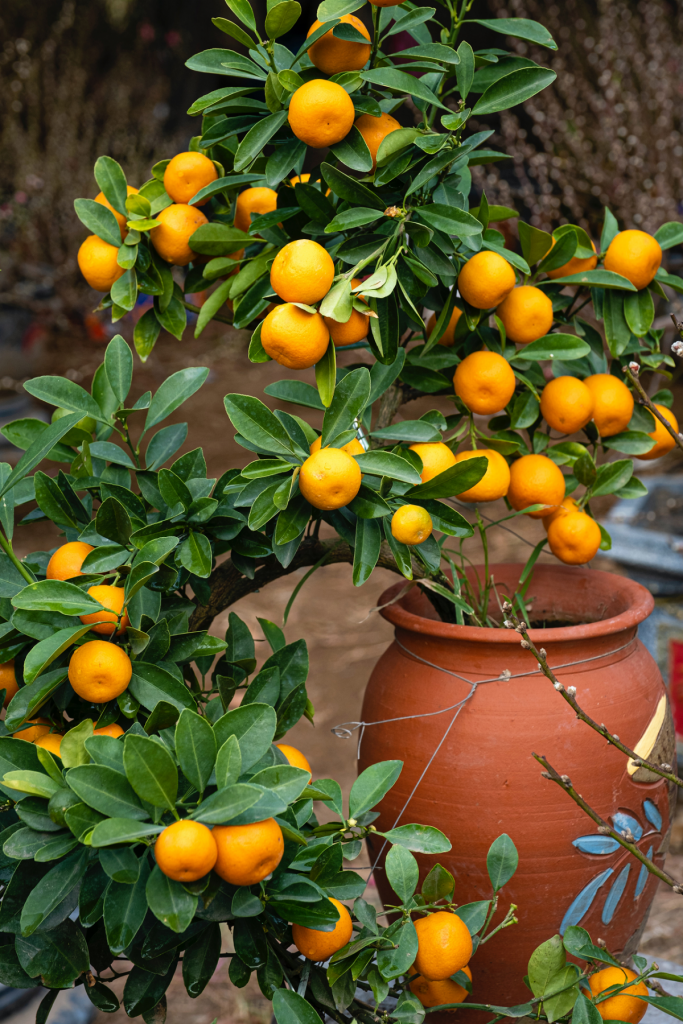 Indoor dwarf orange tree