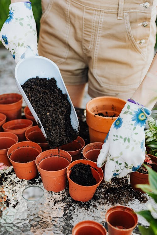 Hands filling a terracotta pot with gritty citrus compost