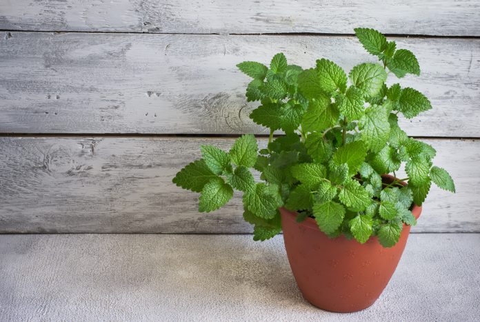 Image idea: a row of matching herb pots on a bright kitchen windowsill, with a mint plant in the centre.