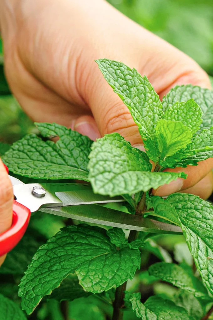 hands snipping mint stems with small pruning scissors