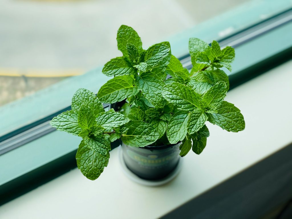 close-up of a healthy mint plant