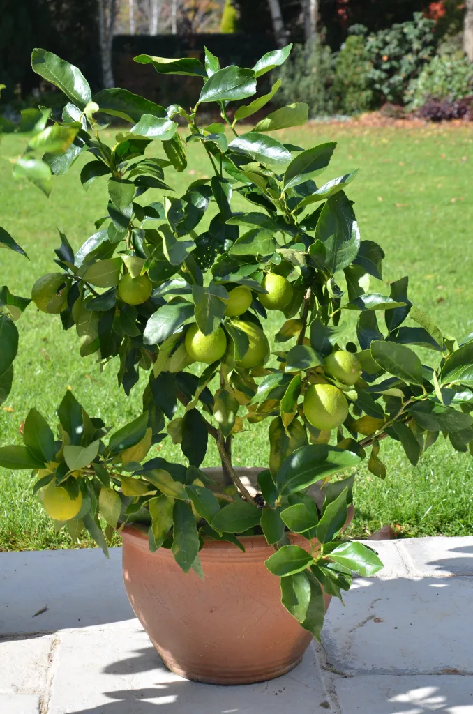 dwarf lime tree in pot