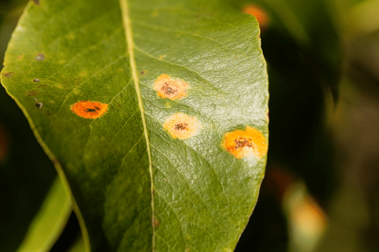 person gently inspecting an indoor dwarf orange tree leaf for pests