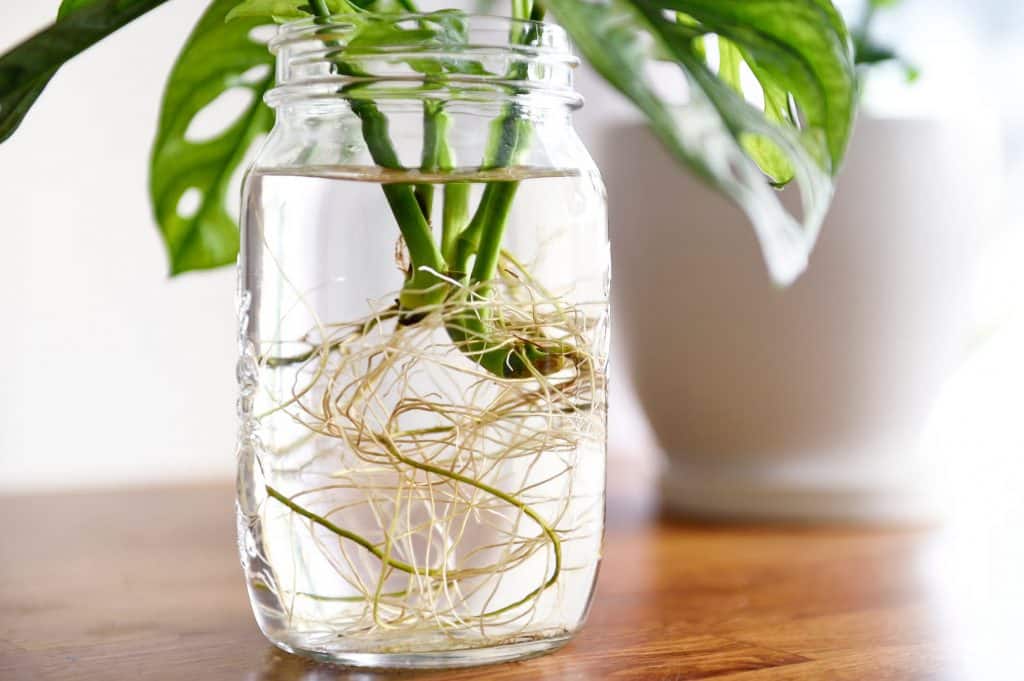 Pothos houseplant cuttings rooting in glass tubes of water on a bright windowsill