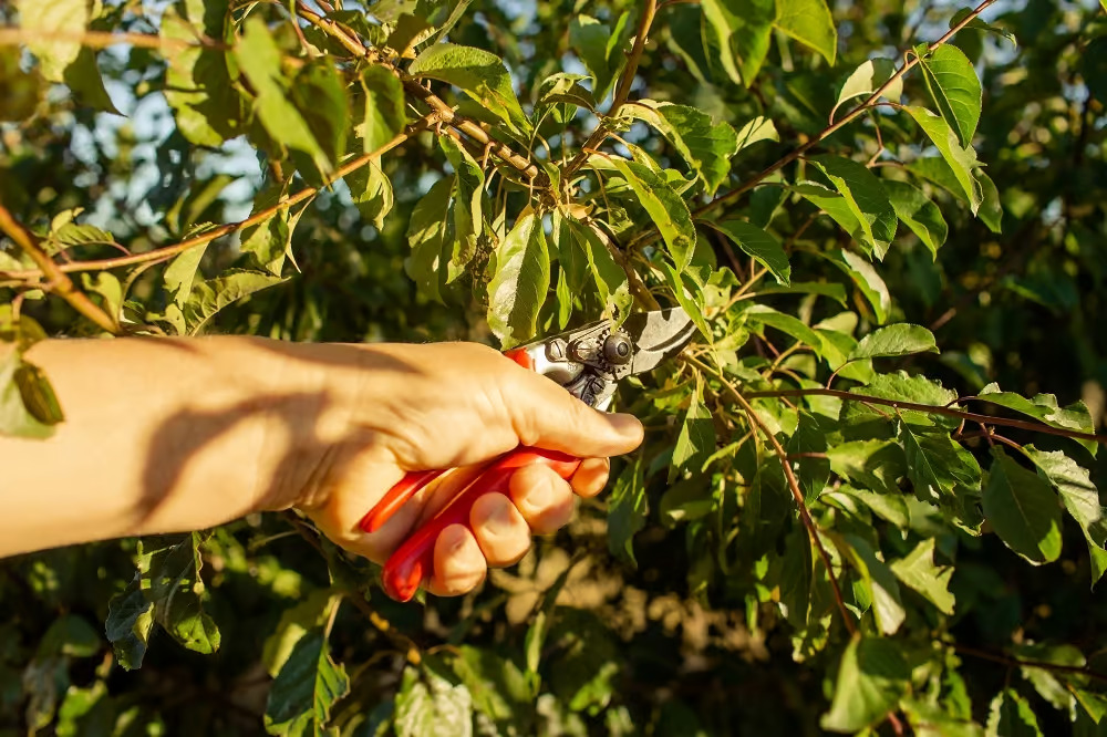 Apricot tree with open goblet shape after pruning, showing tidy framework of branches