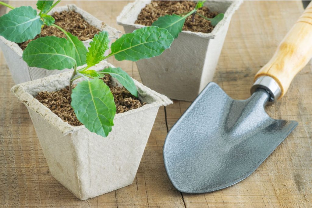 hands planting young kale seedlings