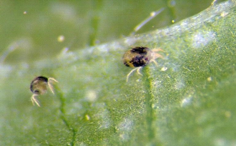 Close-up of citrus leaf showing sticky honeydew and aphids on the underside