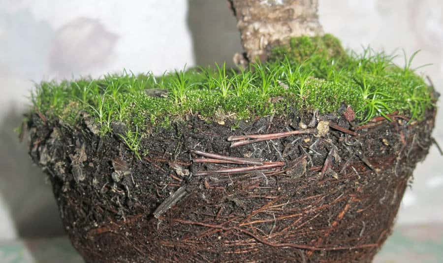 Bonsai root pruning check showing circling roots around a root-bound bonsai