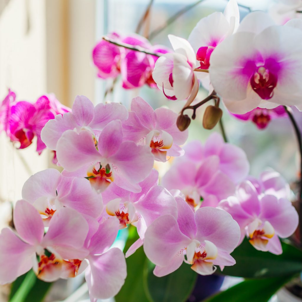 Fragrant indoor plants on a bright windowsill including jasmine and orchid.