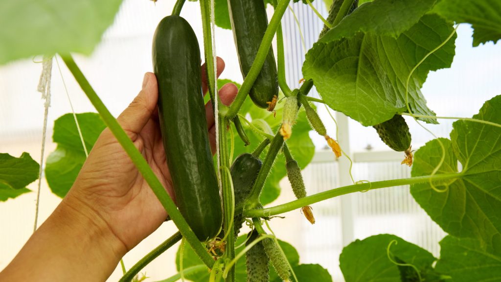 Compact cucumber plant grown indoors in a pot on a sunny windowsill