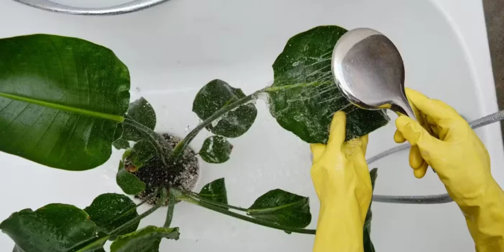 Indoor plant pest guide showing a quarantine setup for a new houseplant away from others