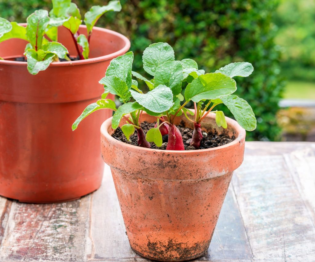 Grow radishes indoors in a shallow trough planter on a bright windowsill