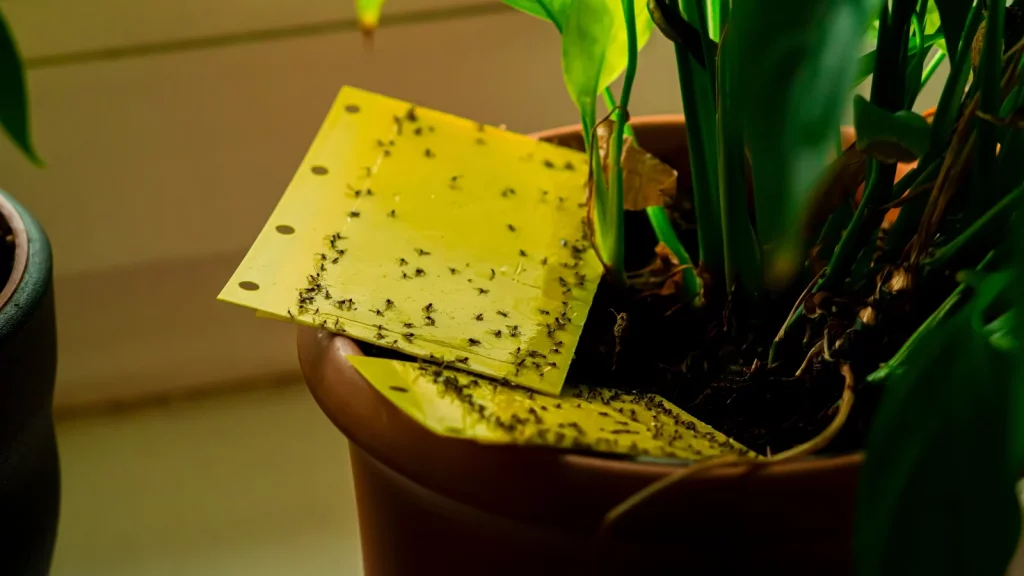 Fungus gnats appearing after using coffee grounds for indoor plants