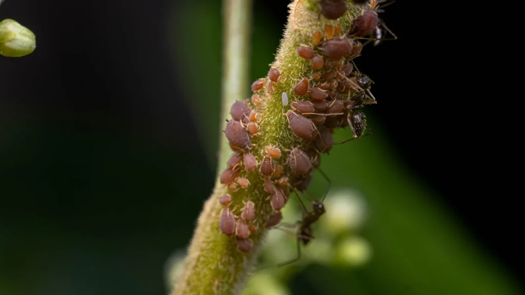 Aphids on indoor plant new growth clustered on stem tip