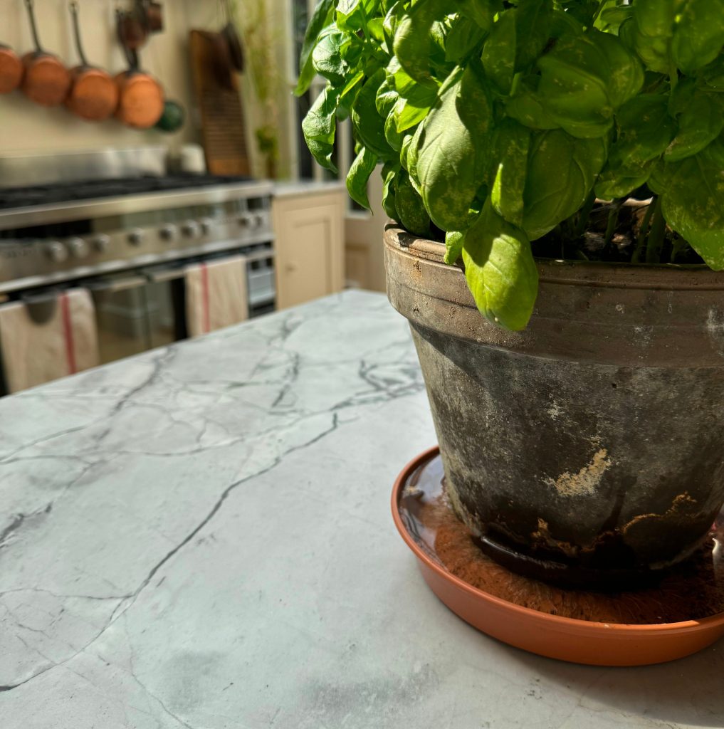 Indoor basil pot with drainage holes and saucer to prevent waterlogging