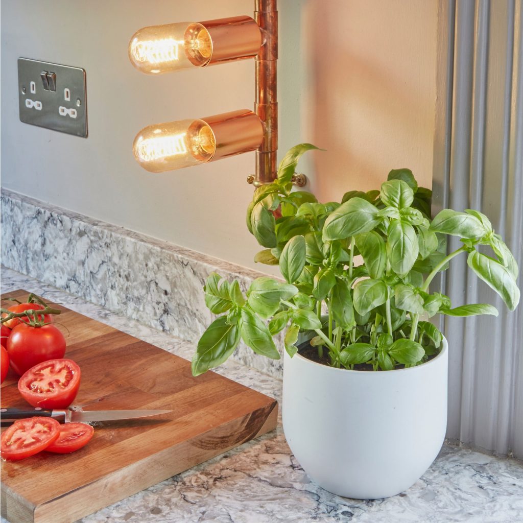Grow basil indoors with no sunlight using a grow light above a kitchen shelf