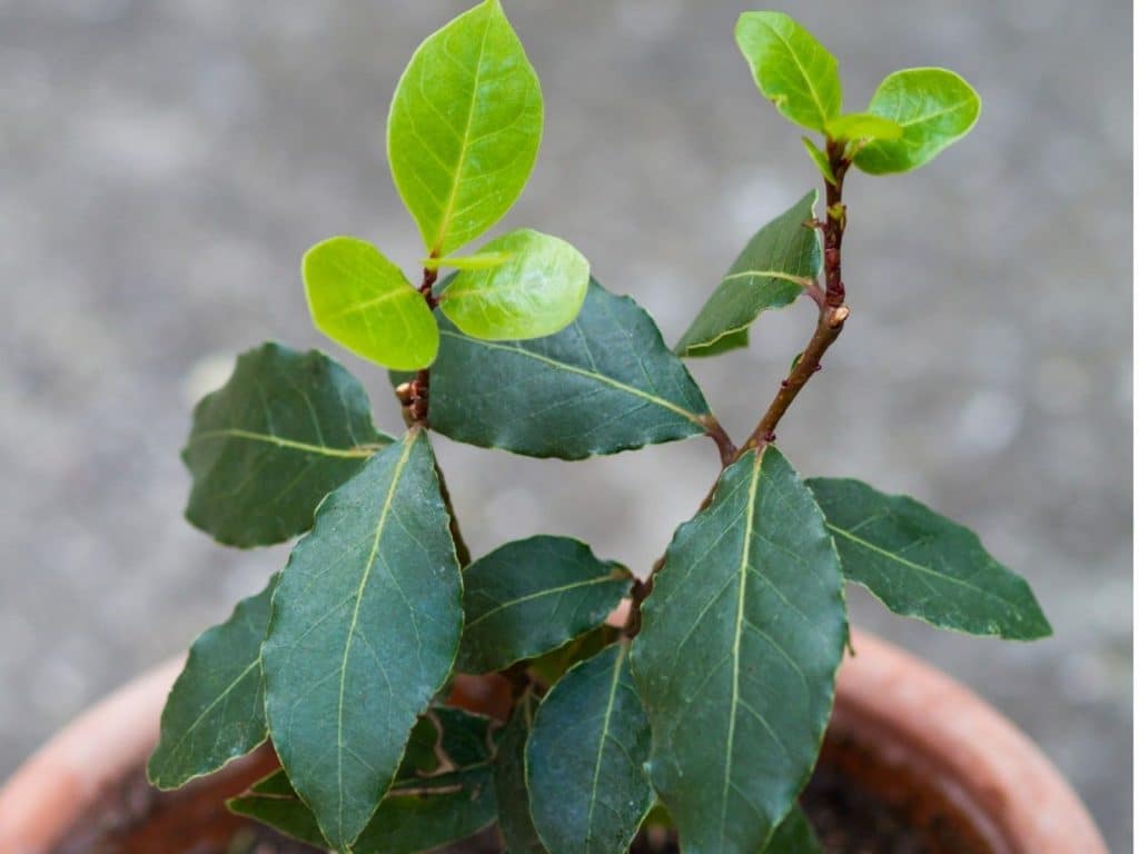 Indoor bay laurel in a pot.