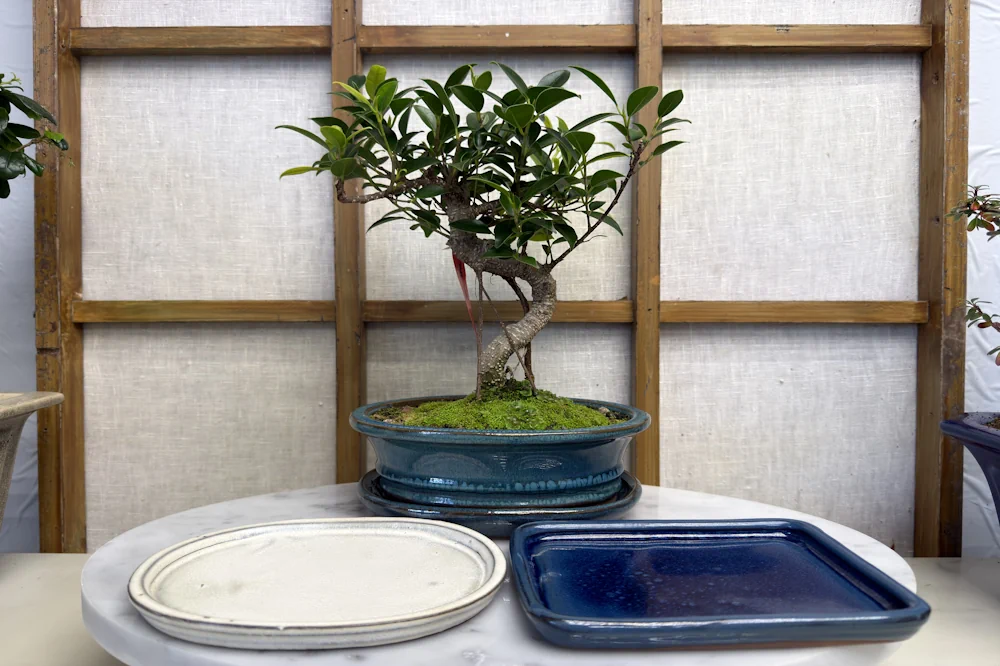 Water draining from the bottom of a bonsai pot after watering