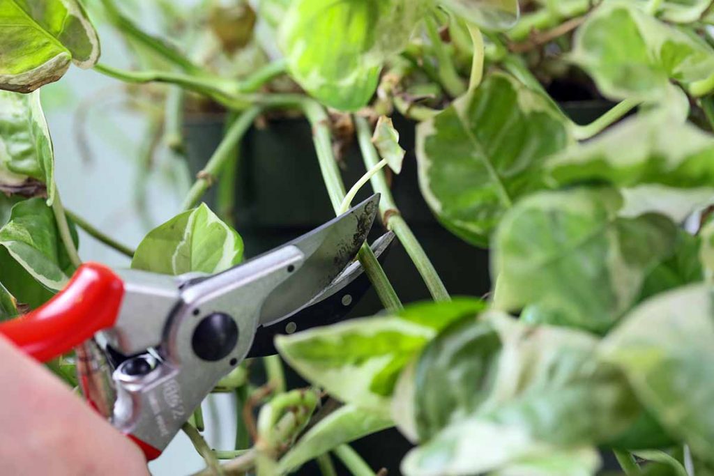 Best pruning shears for indoor plants beside a pothos vine indoors