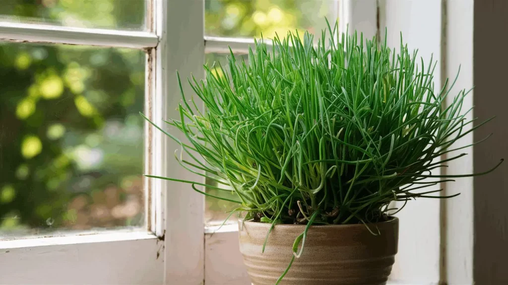Chives growing indoors on a bright windowsill in a small pot.