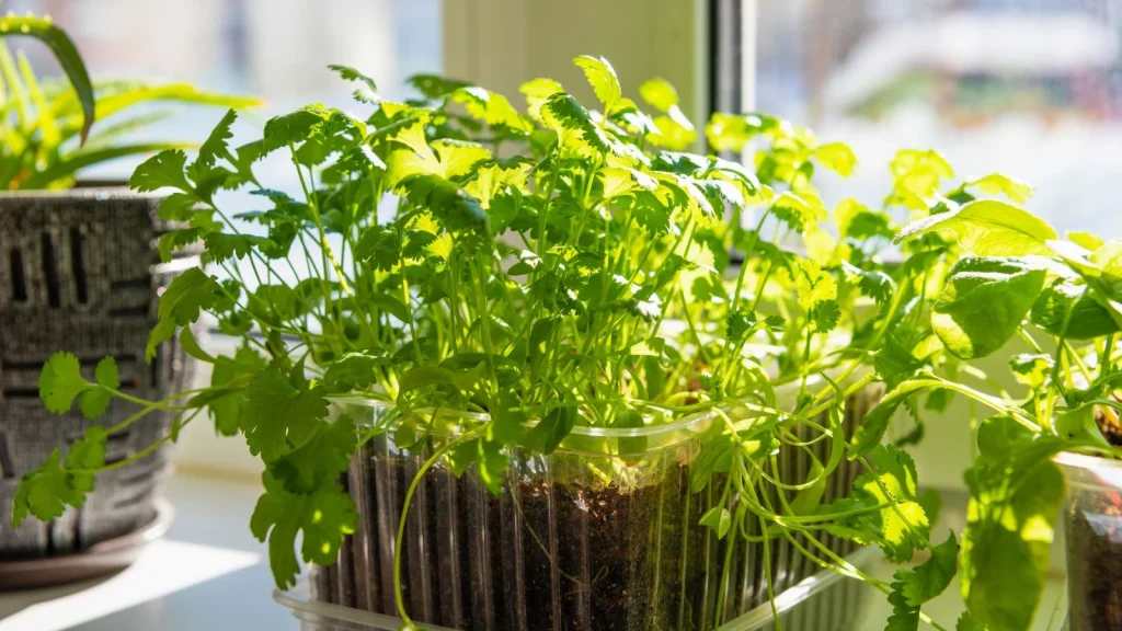 Cilantro seedlings growing indoors in a wide pot near a bright window