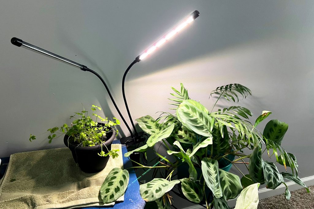 Grow light placement on a shelf using a clip-on light aimed at indoor herbs.