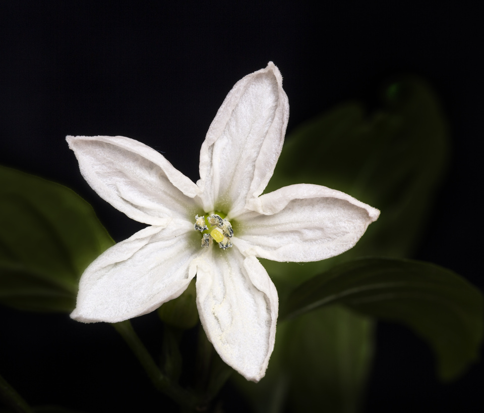 Hand pollinating chilli pepper flowers indoors using a small brush.