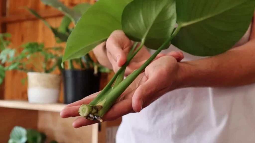 Clean cut above a node using the best pruning shears for indoor plants