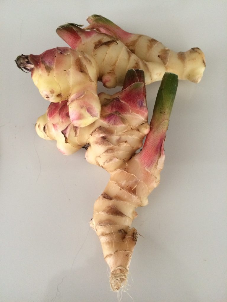 Ginger rhizome with visible eyes ready to grow indoor ginger in a pot.
