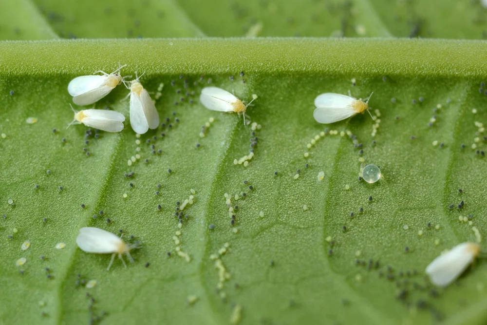 Checking the underside of a houseplant leaf for common pests