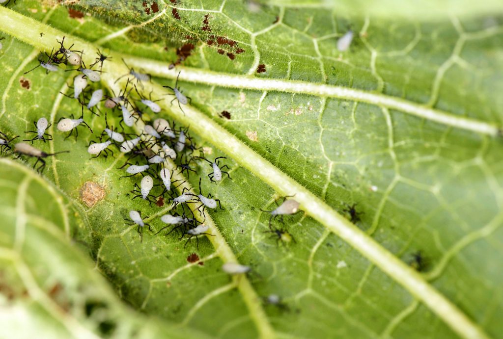 Inspecting leaf undersides to revive a houseplant fast and catch pests early