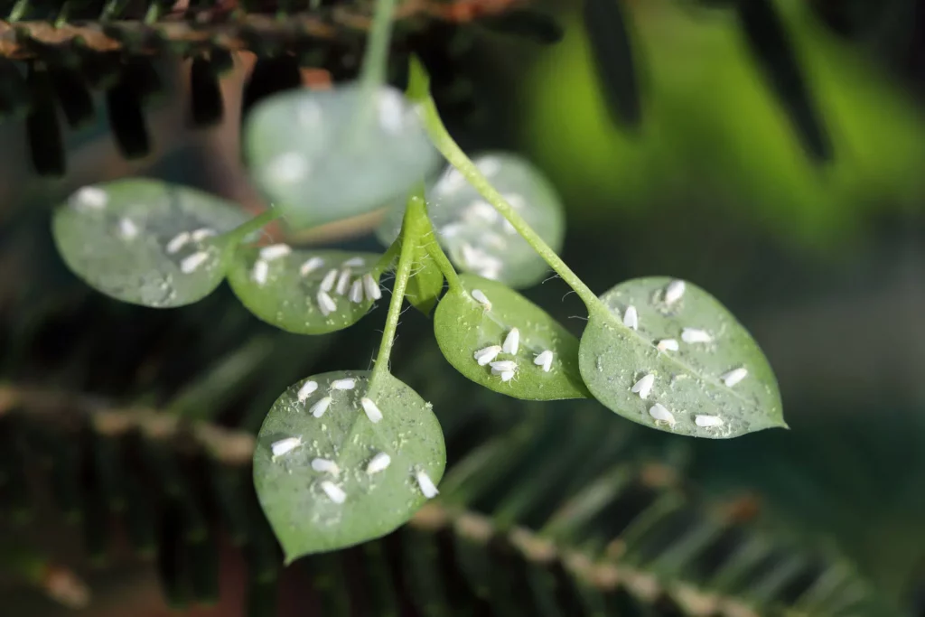Checking the underside of leaves for pests when trying to revive a dying houseplant