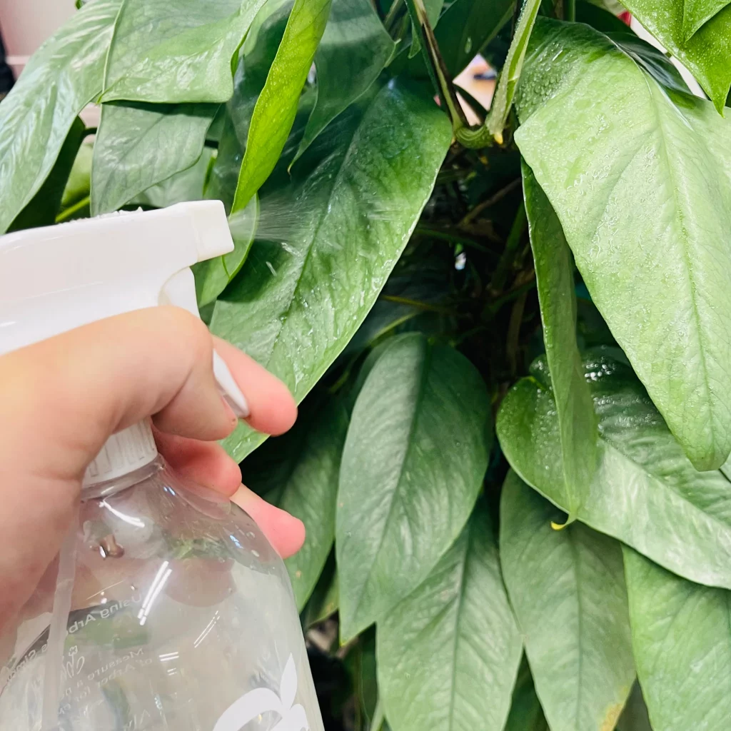 Applying neem oil for indoor plants to the underside of leaves.