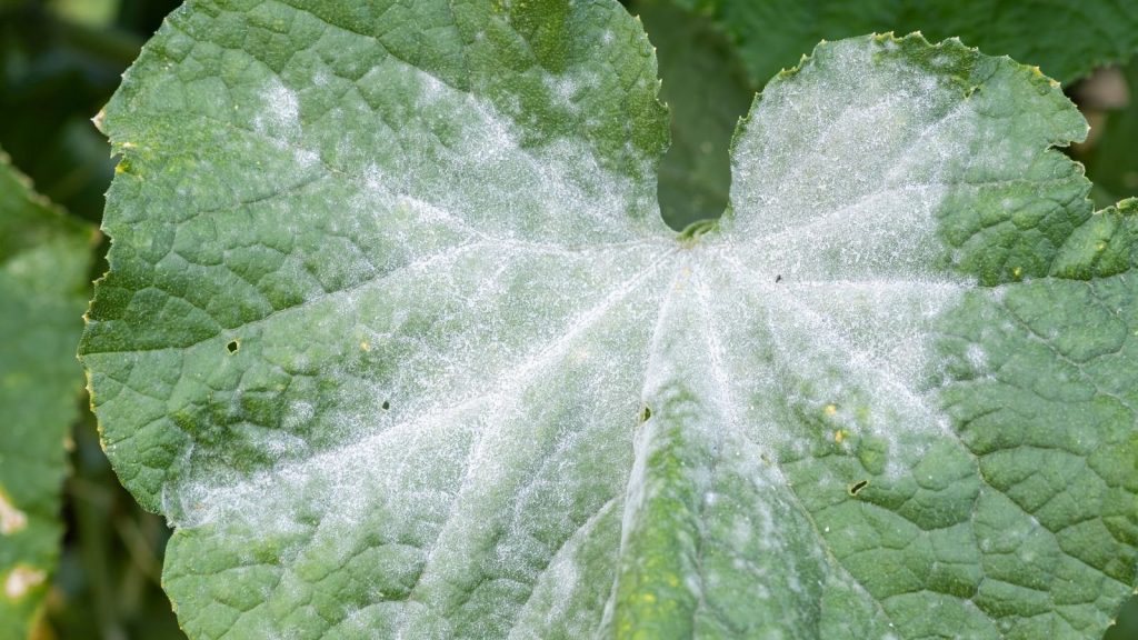 Fungal treatment for indoor plants starting with early powdery mildew on a leaf.