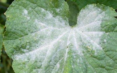 Fungal Treatment for Indoor Plants: Diagnose Before You Spray