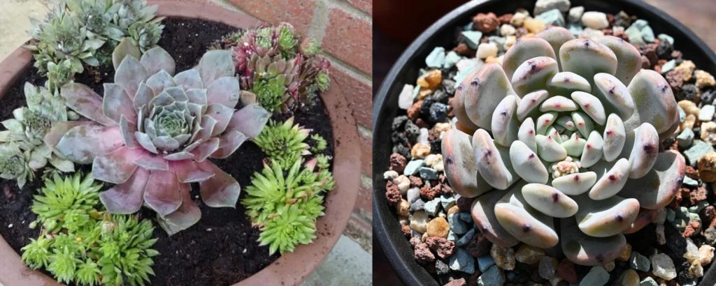 Best soil mix for indoor succulents: gritty mix vs dense wet compost.