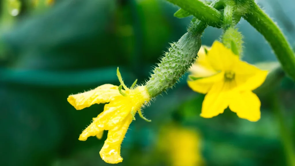 Hand pollinating cucumber flowers to grow indoor cucumbers successfully