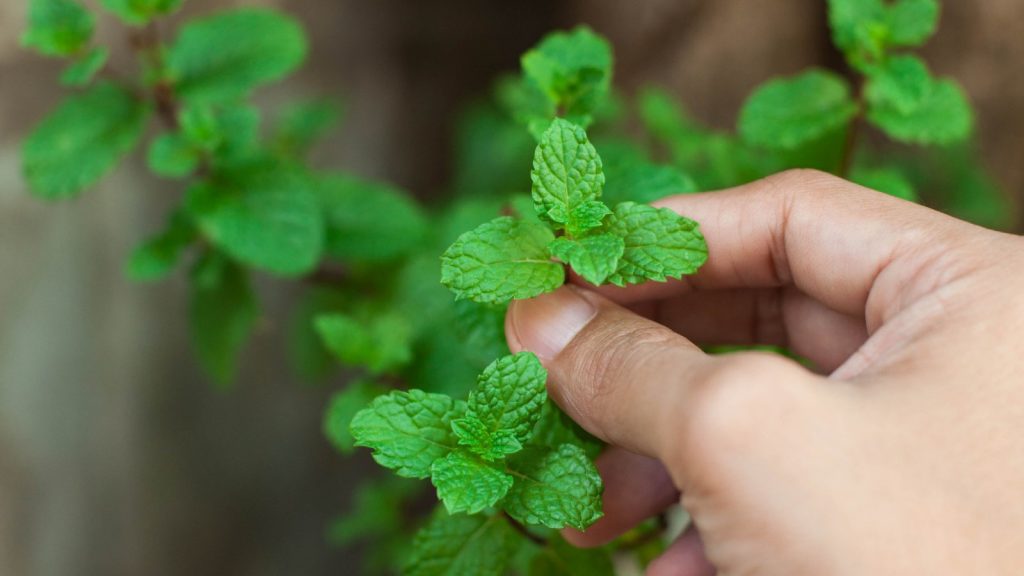 How to prune mint by pinching the growing tip above a leaf pair