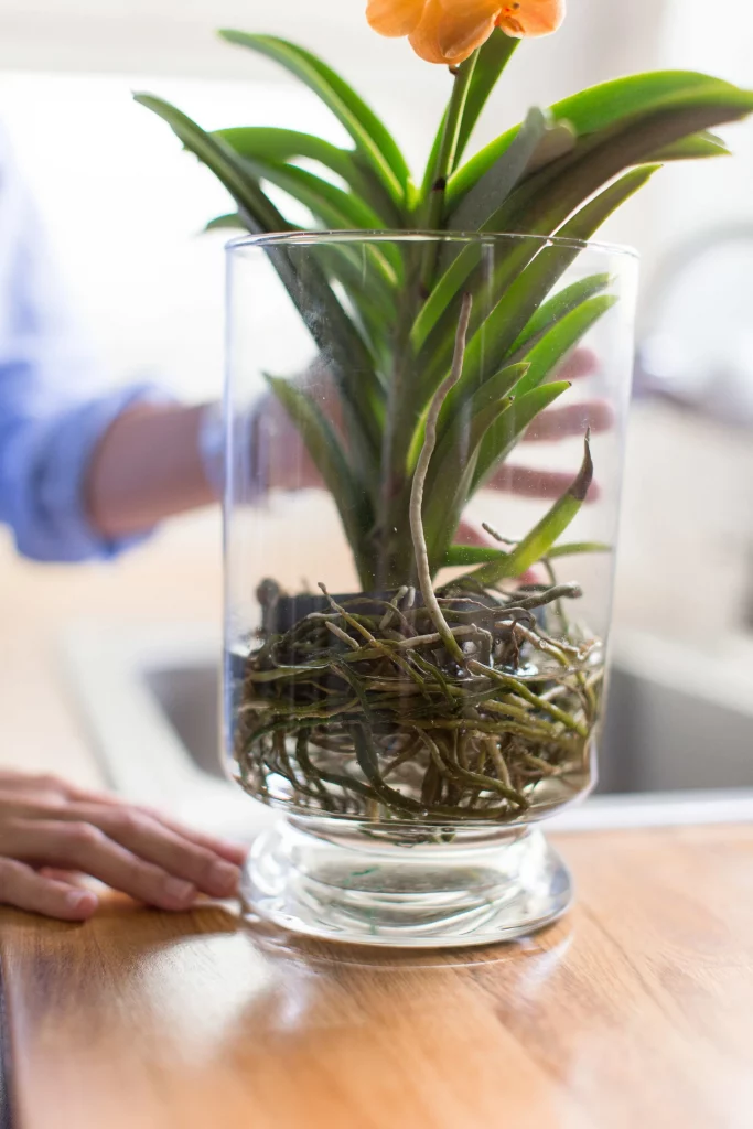 Healthy orchid roots in a clear pot after watering before fertilising.
