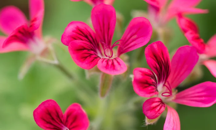 Scented pelargonium leaves giving fragrance as an indoor plant.