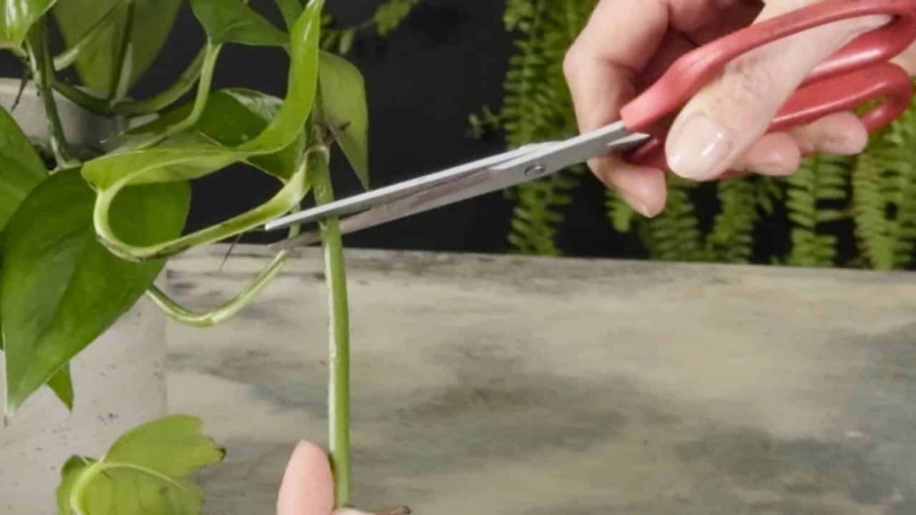 Pruning a houseplant stem just above a node for bushier growth