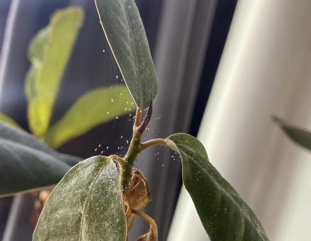 Fine spider mite webbing on a houseplant stem indoors