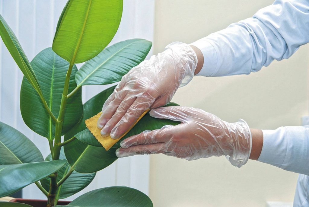 Wiping pests off before using neem oil on indoor plants.