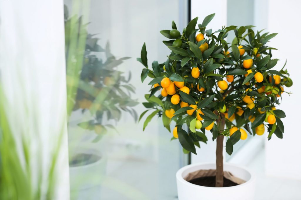 dwarf fruit tree growing indoors in a pot by a bright window.